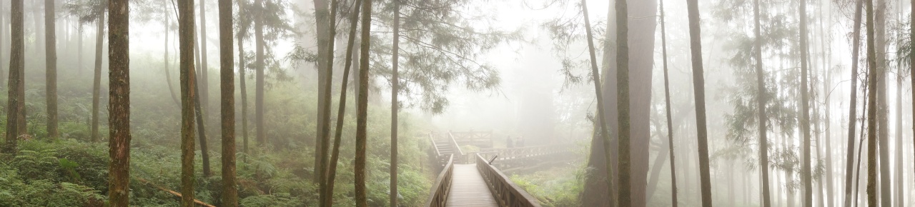 Nebelwald mit Baumriesen, Alishan