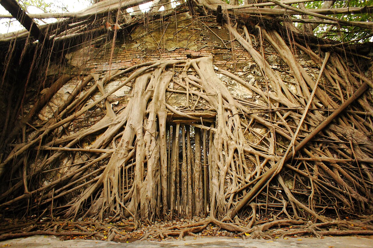 Anping Tree House, Tainan